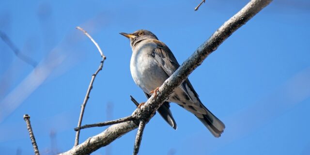 iphone写真で背景ぼかしを後から入れる方法！アプリなしでもカンタン